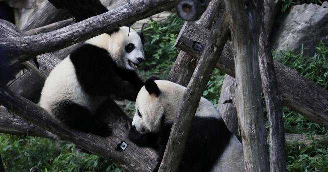 Зоопаркът Пери Деза в Белгия оповести че са се родили