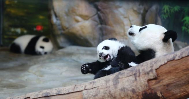 Две панди близнаци се родиха в Научноизследователския център за развъждане на