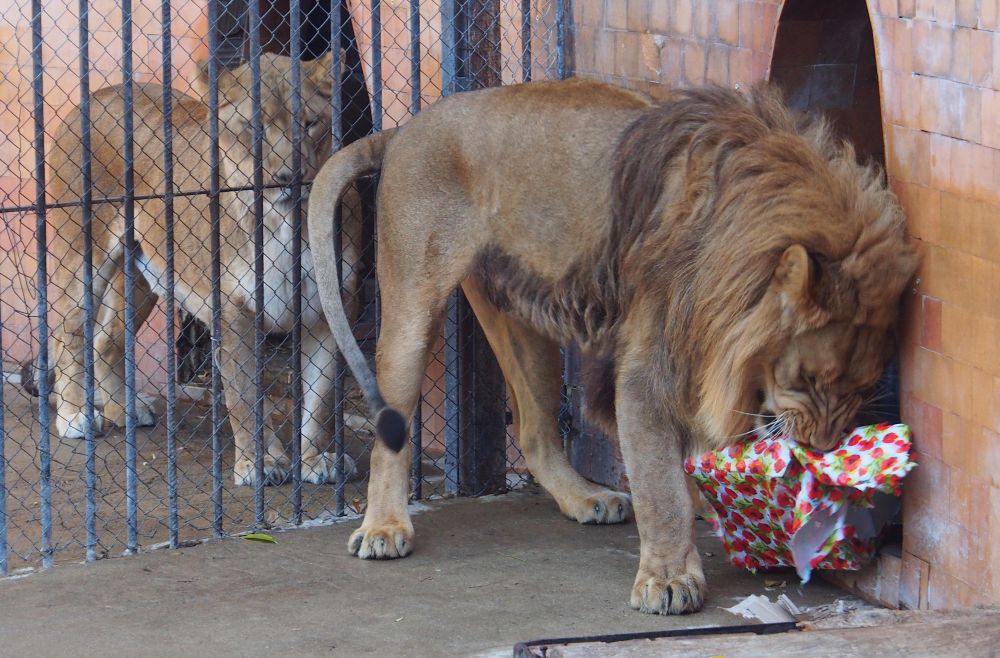 Младото лъвче Малкият принц отпразнува своя трети рожден ден с много балони и подаръци