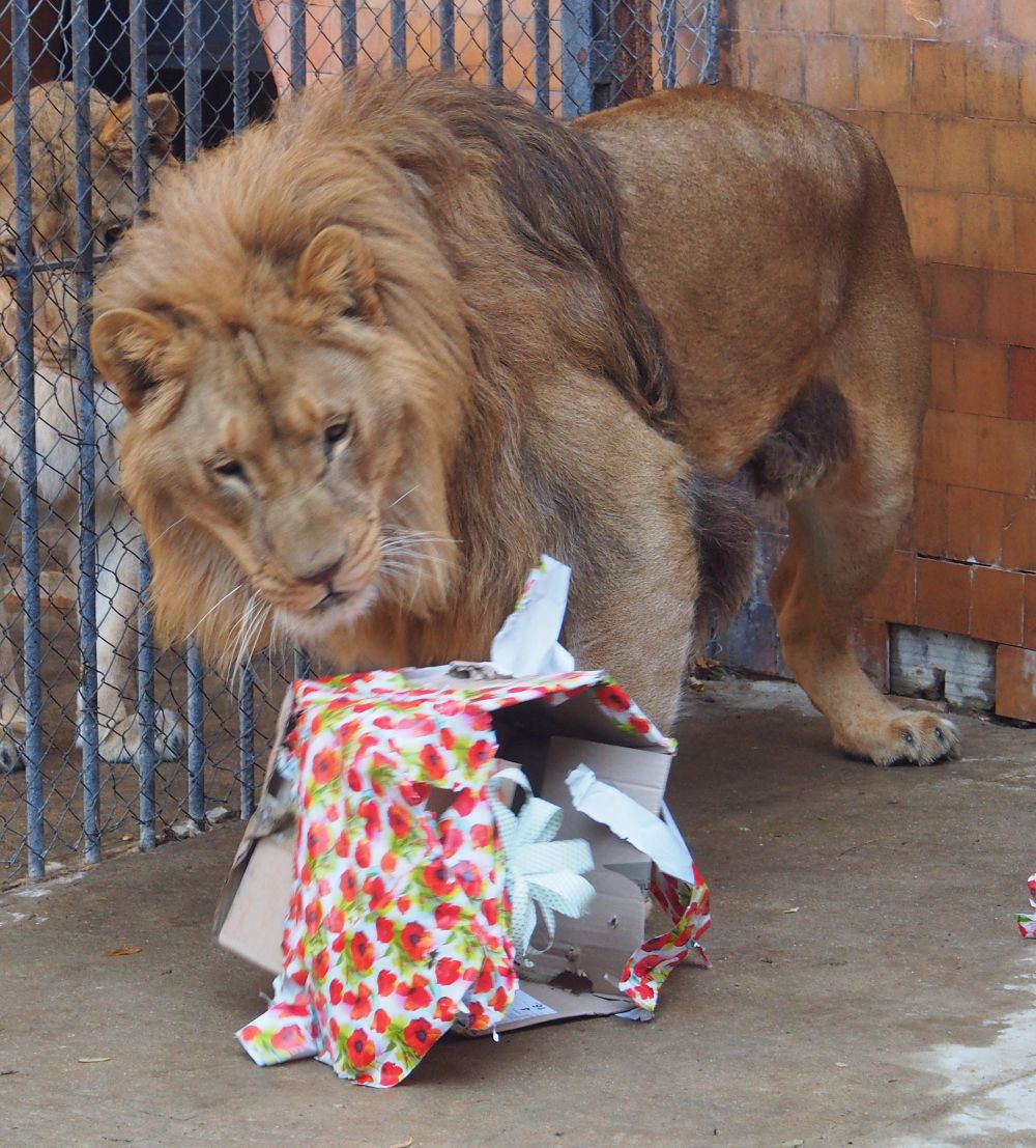 Младото лъвче Малкият принц отпразнува своя трети рожден ден с много балони и подаръци