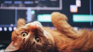 котка клавиатура