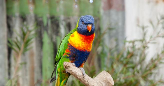 Оцеляването на бързолетовите папагали е застрашено от малки торбести бозайници