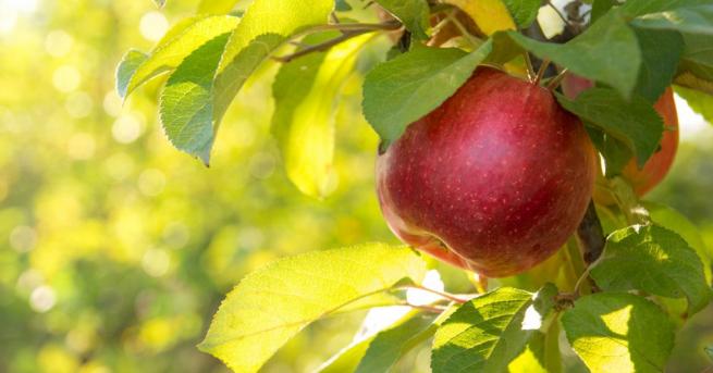 Първото ябълково дърво от сорта Брамли във Великобритания, посадено преди