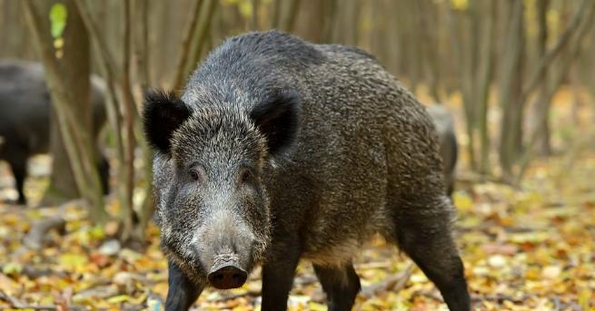 Малкият град Хайде в Северна Германия беше под обсада в