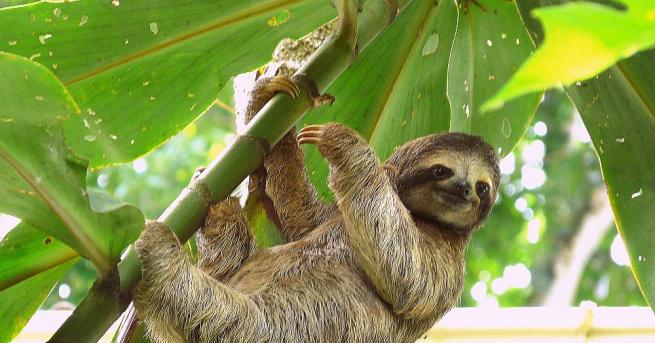 Ленивците обитават джунглите на Централна и Южна Америка. Както показва