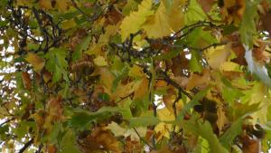 есен времето прогноза листа