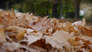 есен времето прогноза листа