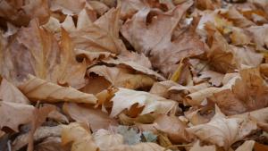 есен времето прогноза листа