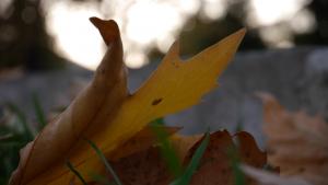 есен времето прогноза листа