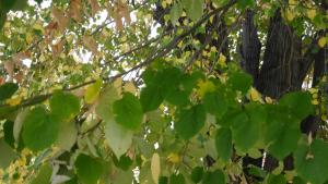 есен времето прогноза листа