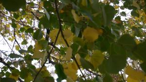 есен времето прогноза листа