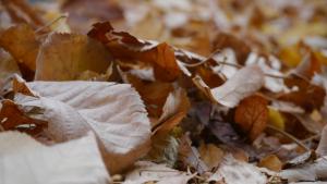 есен времето прогноза листа