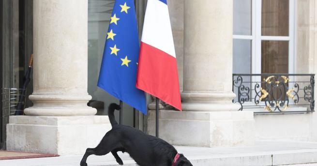 Кучето на френския президент Еманюел Макрон прекъсна служебно заседание с