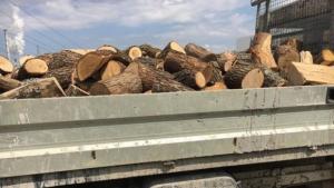 Бракониери