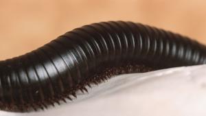 многоножки