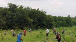 залесяване