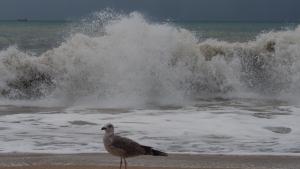 Международният ден на Черно море