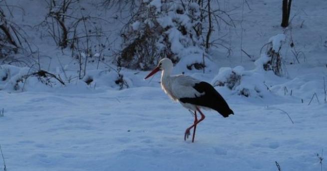 Няма бедстващи щъркели на територията на област Бургас рапортуваха от