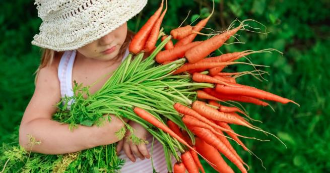 Листата на морковите творят неподозирани вълшебства с организма и могат