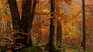 НП Централен Балкан