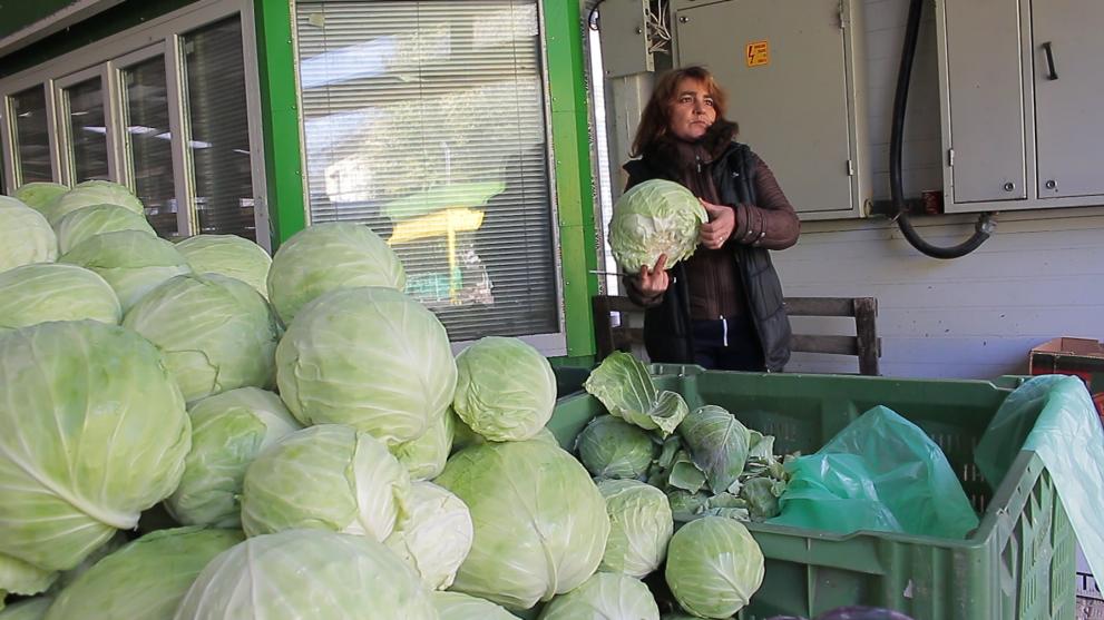 Миналата година цената на зелето бе рекордно ниска