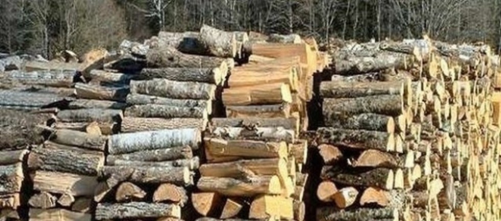 Незаконно изсечени дърва
