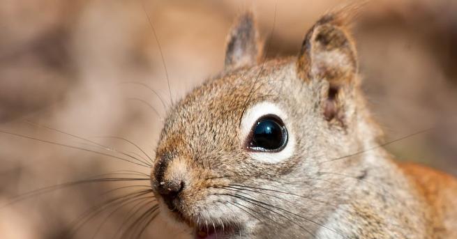 Изключително рядка бяла катерица беше забелязана край къща за гости