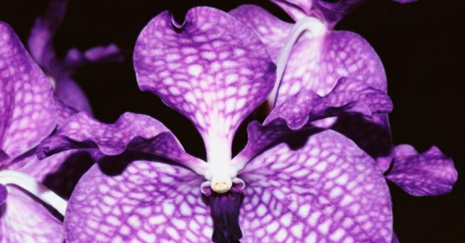 Нов, неизвестен за науката, вид орхидеи е открит в планинска