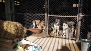 кучета Мездра