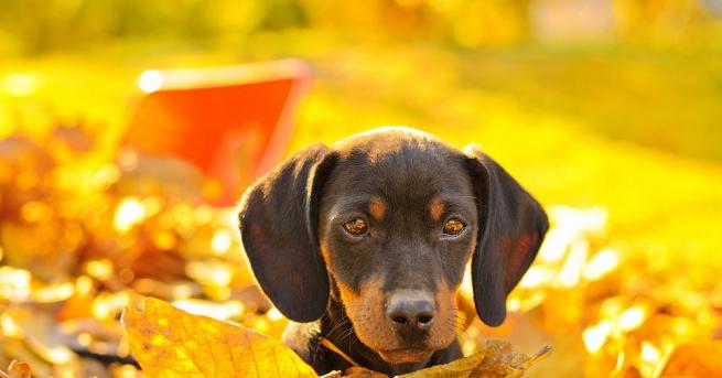 До обяд валежите ще спират най късно в югоизточните райони