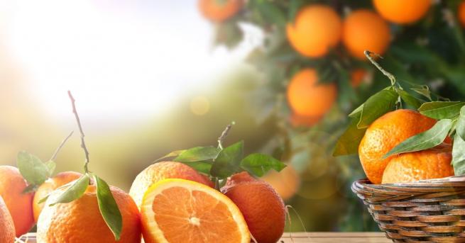 ЕС забрани вреден пестицид, с който се пръскат портокалите и