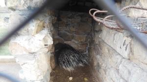 бодливо свинче Враца