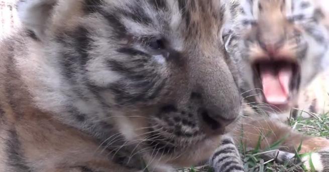 Четири сибирски тигърчета се родиха в див парк в Крим