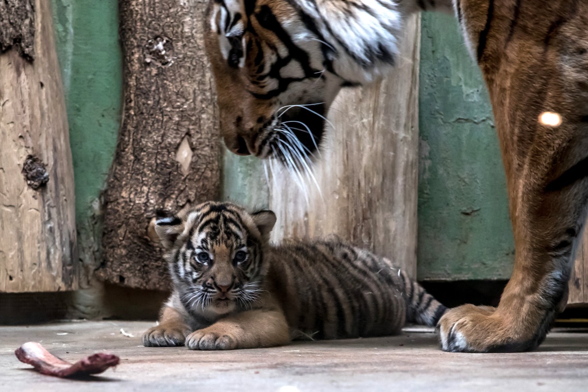 <br />
Малайската тигрица Баня със своето бебе в Зоологическата градина в Прага, Чехия. Баня роди две тигърчета в началото на октомври. 