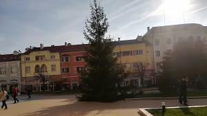 Поставиха елхата