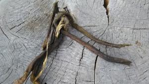 Пенис от вол