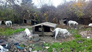 нелегален развъдник за кучета