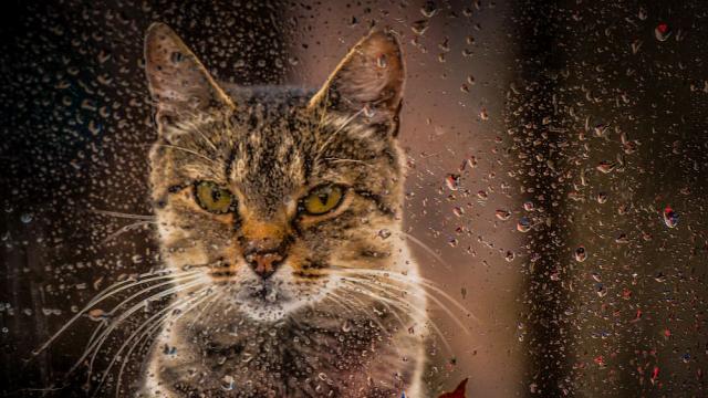 Изгубено коте се върна при стопанката си с влак