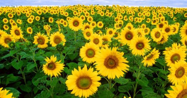 Започва прием на проектни предложения по подмярка 4 2 2 Инвестиции в