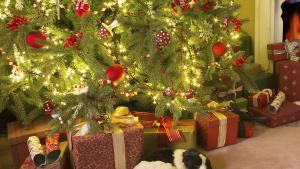 Коледа елха