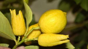 лимони Пазарджик