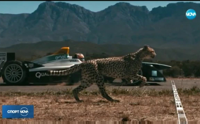 Кой е по-бърз – африканският гепард или електрически болид от