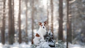 времето сняг