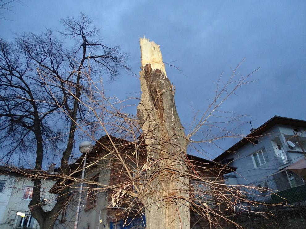 Бурният вятър счупи клони и бутна дървета в някои райони на страната. Освен в Хасково подобен инцидент имаше и в Благоевград, откъдето е снимката