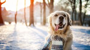 студ зима куче