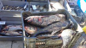 пазар риба добрич