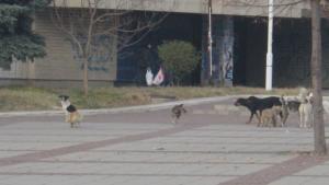 Дупница ще има работещ приют за кучета