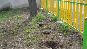 залесяване