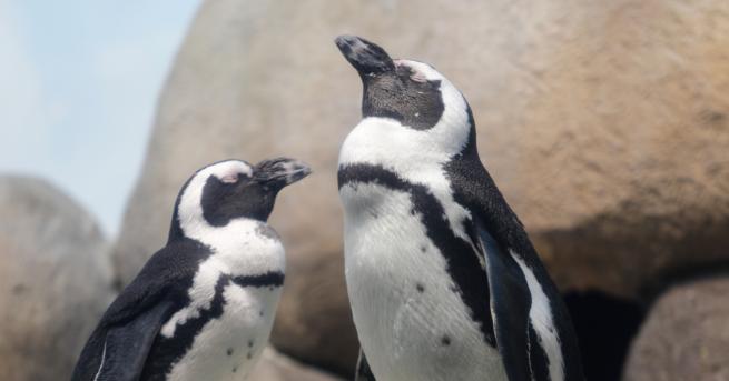 Мъжките гей пингвини Свен и Меджик се сдобиха с потомство,