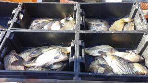 рибен магазин